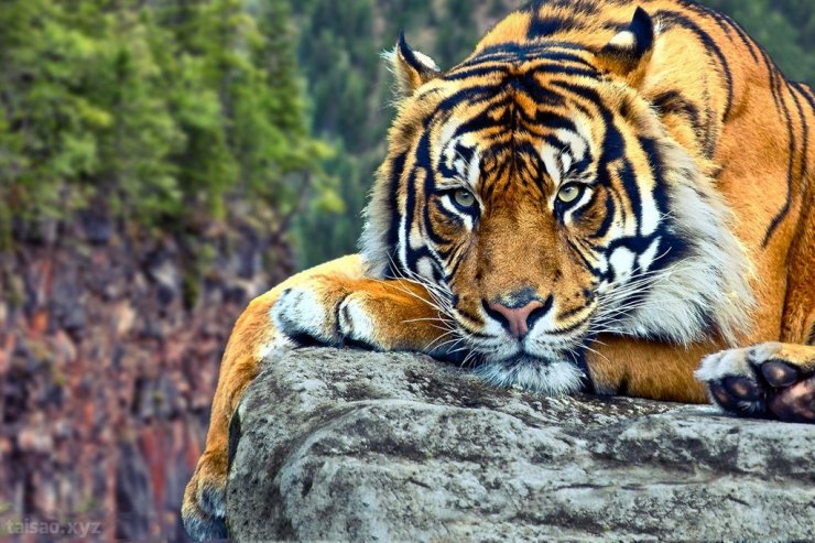 13_tiger.jpg