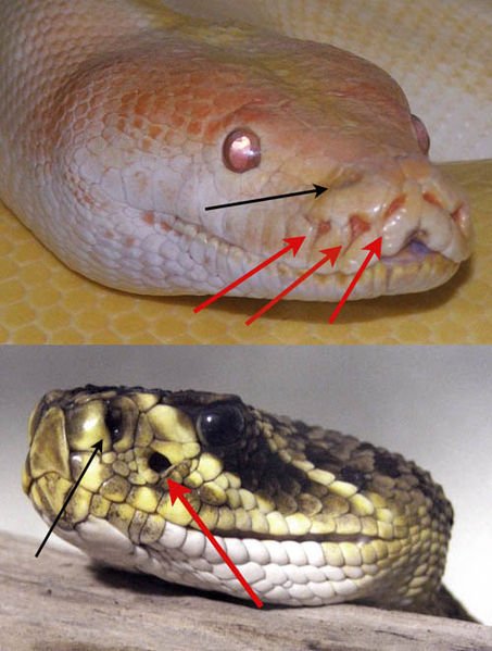 453px-The_Pit_Organs_of_Two_Different_Snakes.jpg