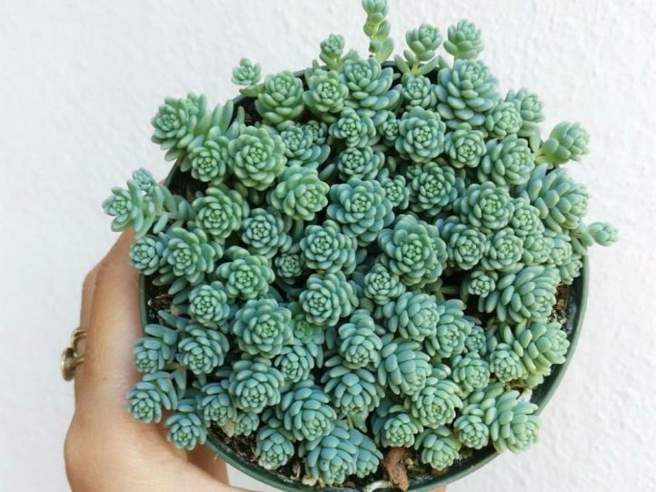 8-sen-da-sedum-hoa-hong.jpg