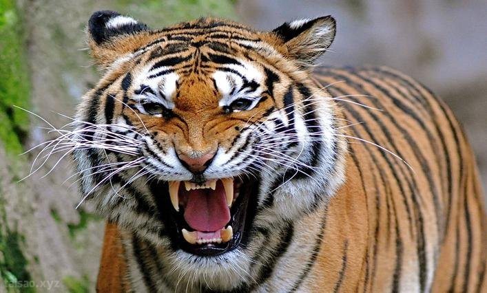 Angry-Tiger-799075.jpg