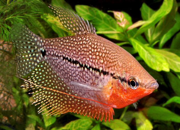 anh-ca-canh-dep_043236720.jpg