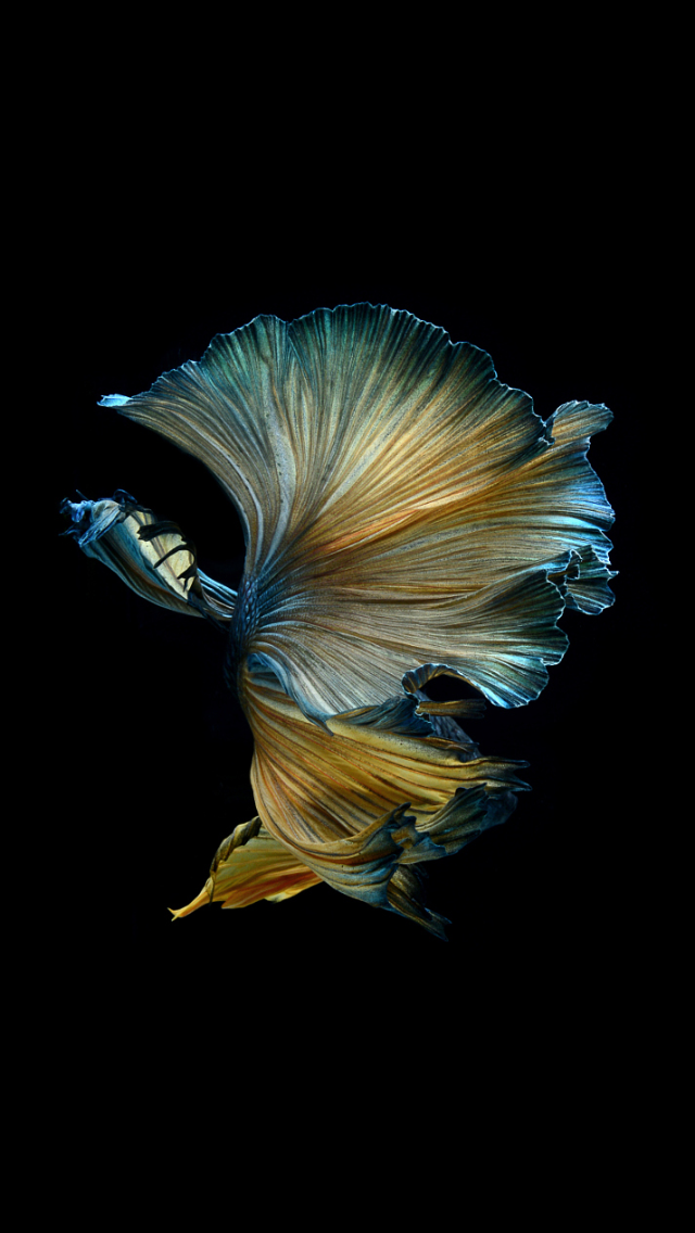 anh-ca-da-dep_114908127.png