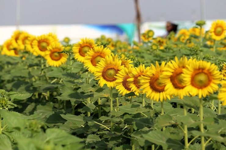 anh-canh-dong-hoa-huong-duong-dep_112954690.jpg