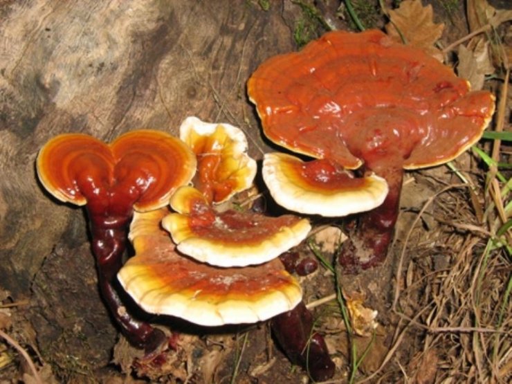 anh-cay-nam-dep_114802056.jpg