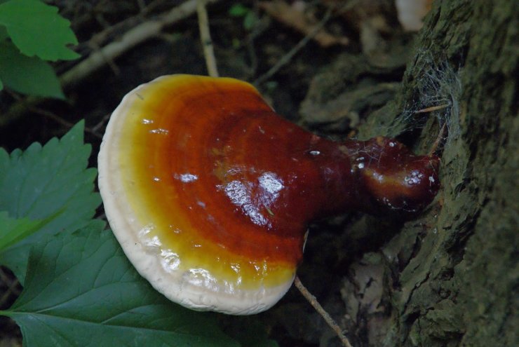 anh-cay-nam-linh-chi-rung-dep_114802313.jpg