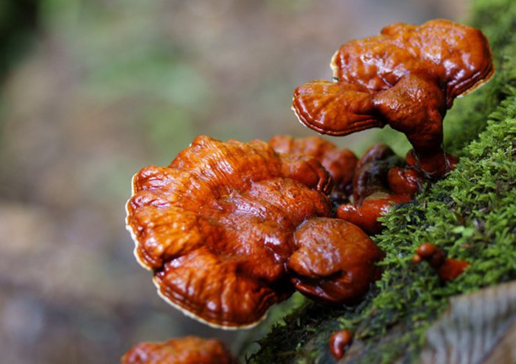 anh-cay-nam-linh-chi_114802178.jpg
