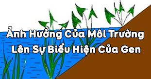 anh-huong-cua-moi-truong-len-su-bieu-hien-cua-gen.jpg