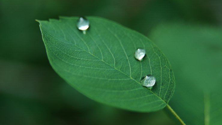 anh-nen-la-cay-va-giot-nuoc_125620128.jpg