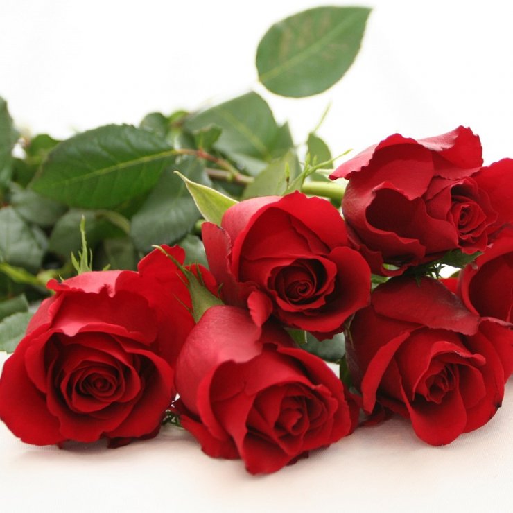 anh-nhung-bong-hong-do-dep_114633512.jpg