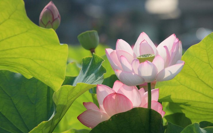 anh-wallpaper-hoa-sen-dep_025507567.jpg