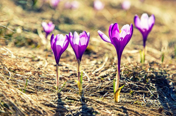 anh-wallpaper-ve-hoa-dep_025507692.jpg