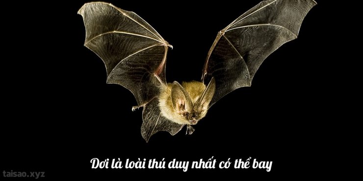 bat-1280x640.jpg