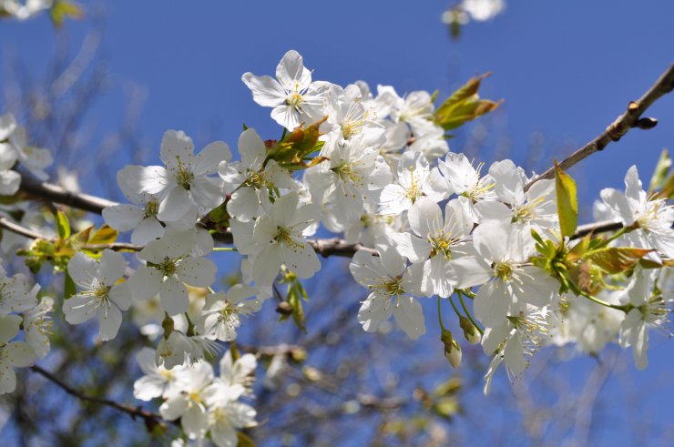 beautiful-spring-flowers_053001880.jpg