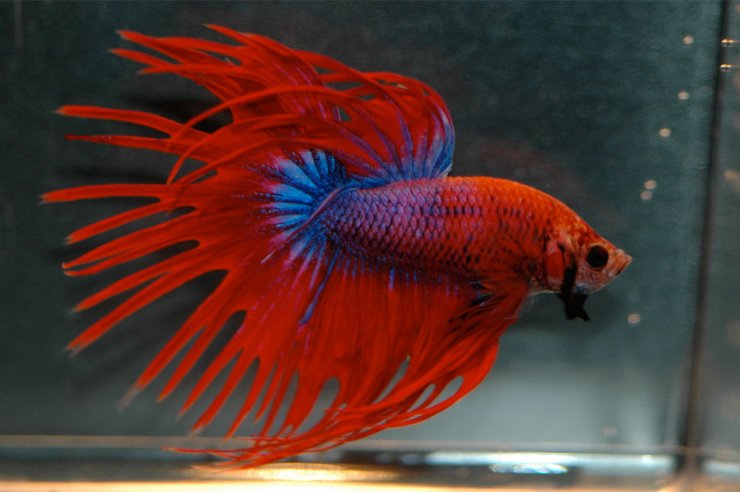 betta-fish_114908682.jpg