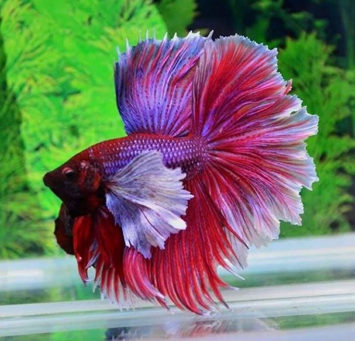 betta_114908660.jpg