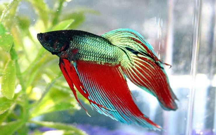 betta_114908703.jpg