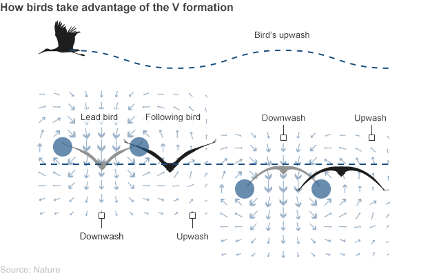 birds_v_formation_642px-01.gif