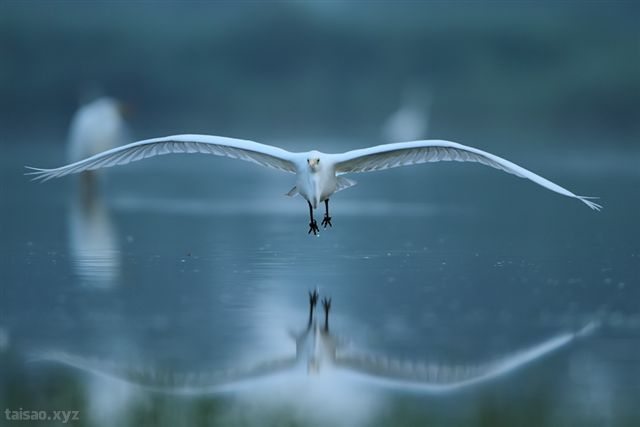 birdwing.jpg