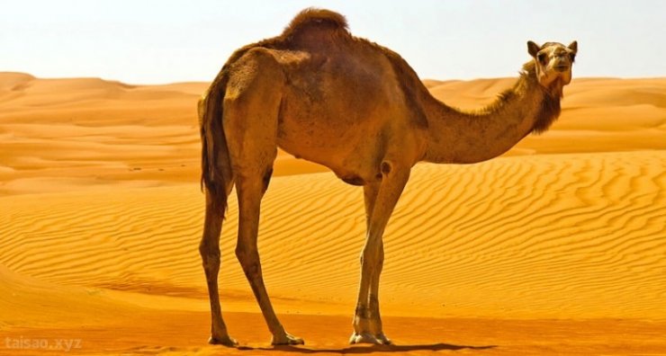 bm_camel_free-768x411.jpg