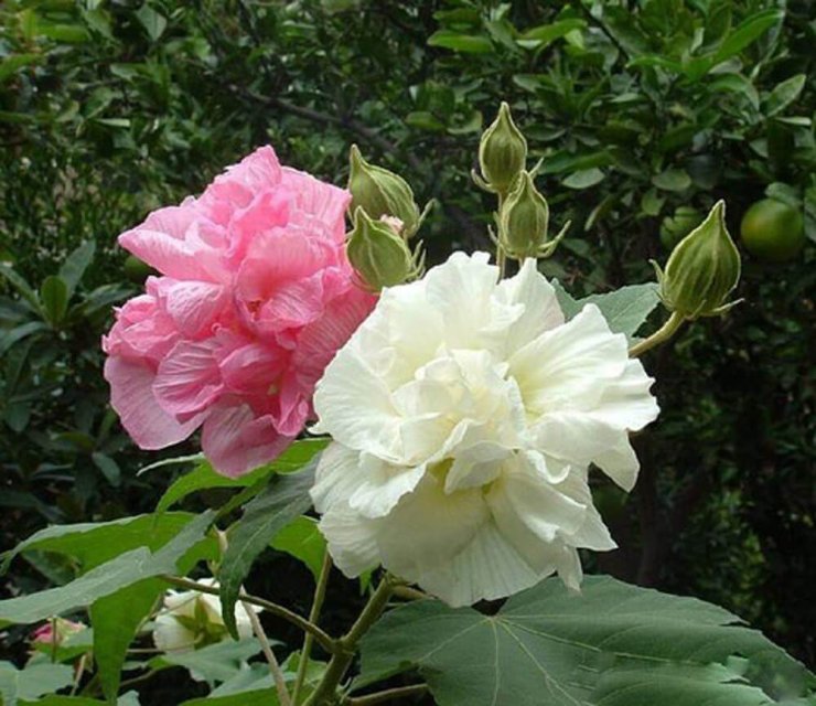 bong-hoa-phu-dung-cuc-dep_114226994.jpg