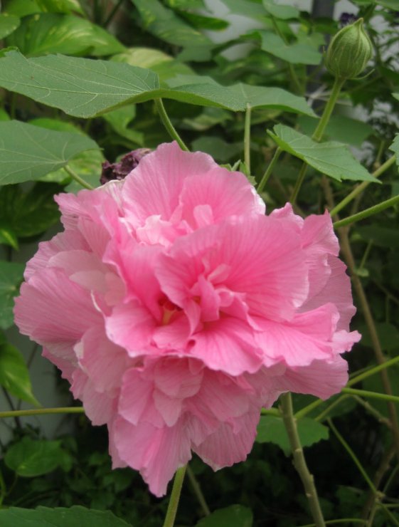 bong-hoa-phu-dung_114227041.jpg