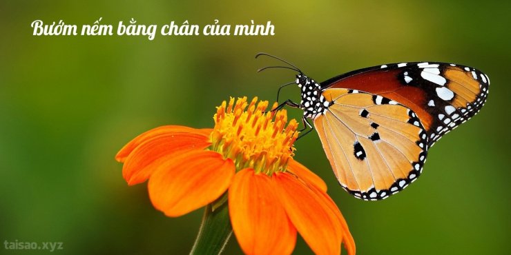 butterfly-1280x640.jpg