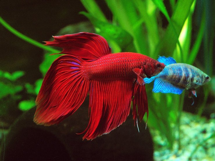 ca-betta-cuc-dep_114908738.jpg