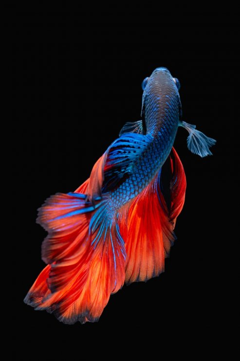 ca-betta-dep-nhat_114908781.jpg