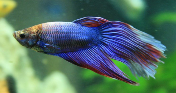 ca-betta-dep_114908804.jpg
