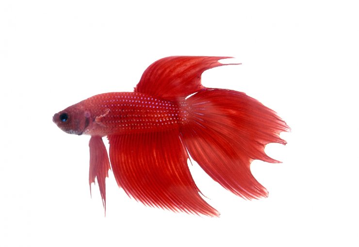 ca-betta_114908833.jpg