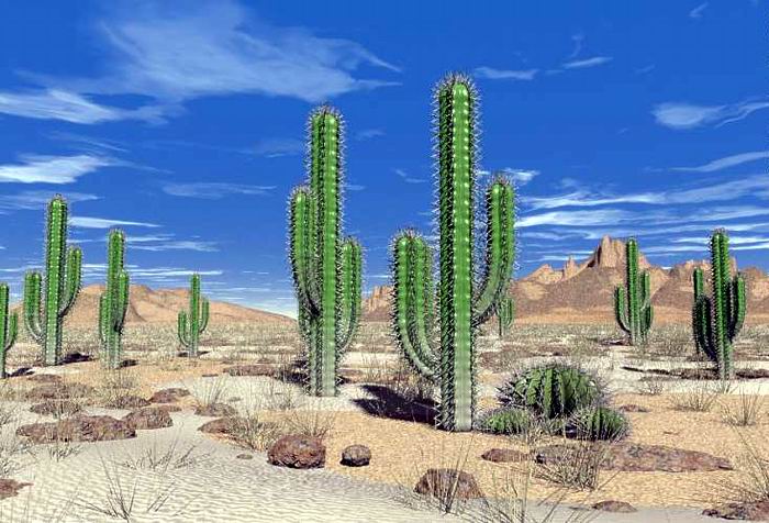 cactus.jpg