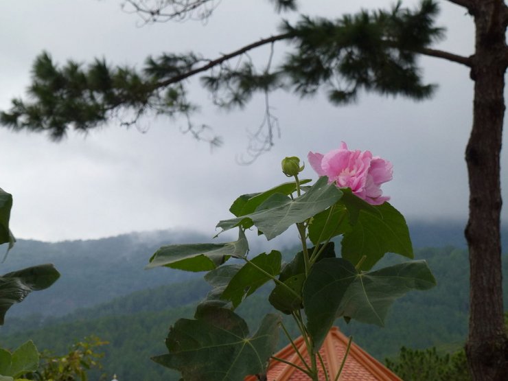 canh-hoa-phu-dung-no-dep_114227056.jpg