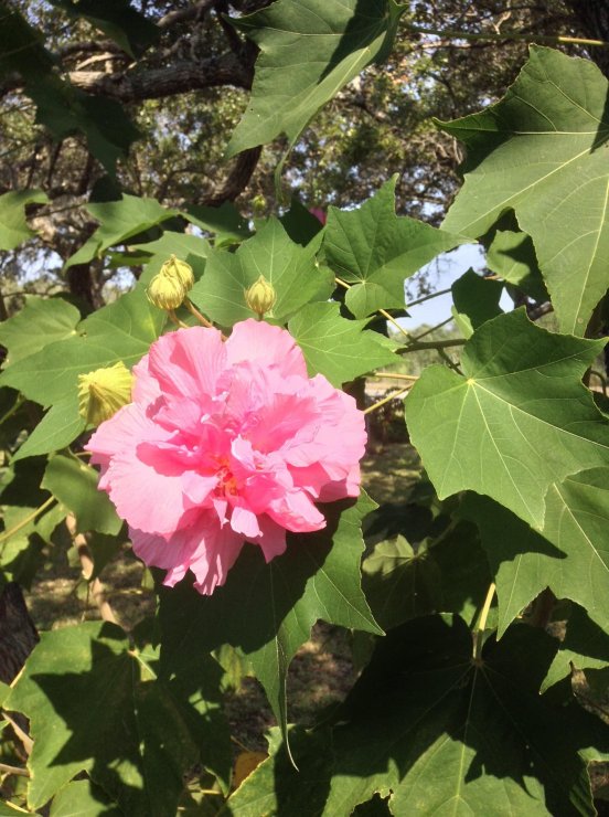 canh-hoa-phu-dung_114227494.jpg