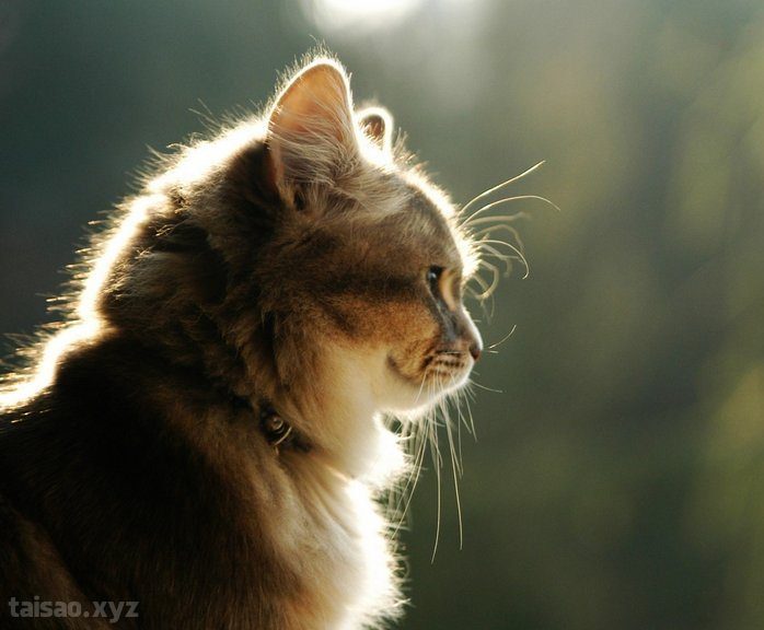 cat-wallpaper-47-e1489074086609.jpg