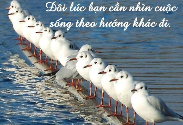 cau-noi-hay-ve-cuoc-song-7-640x440.jpg