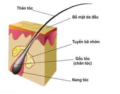 cau-tao-soi-toc.jpg