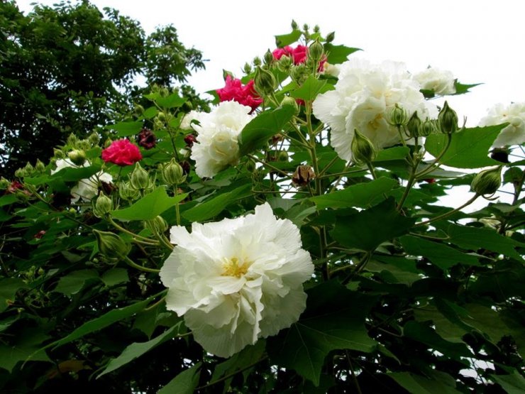 cay-hoa-phu-dung-dep_114227541.jpg