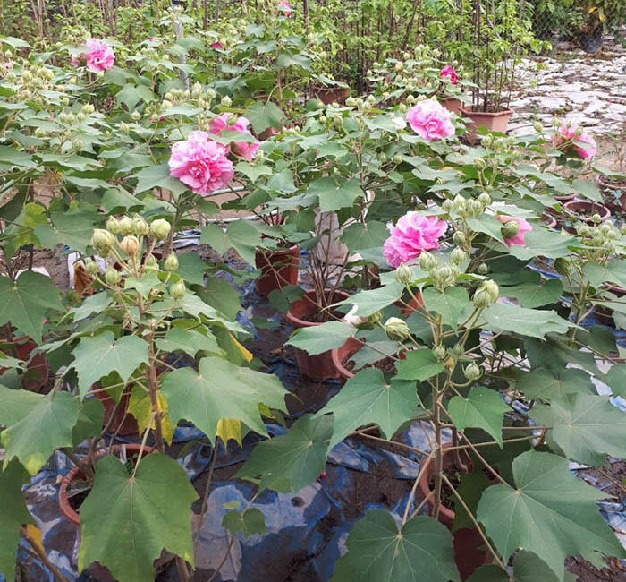 cay-hoa-phu-dung-nho_114227572.jpg