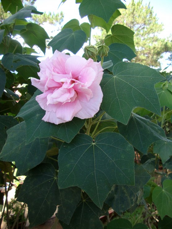 cay-hoa-phu-dung_114227869.jpg