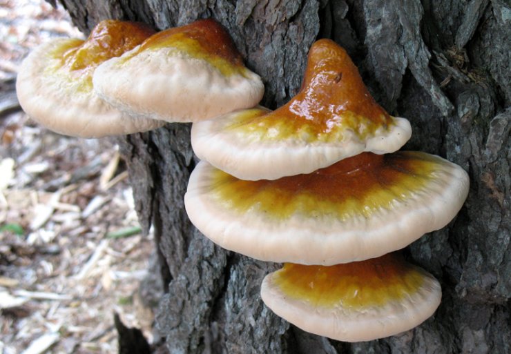 cay-nam-linh-chi-dep_114802597.jpg