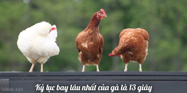 chickens-flying-record-1280x640.jpg