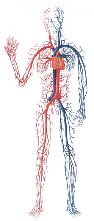 Circulatory-Disorders.jpg