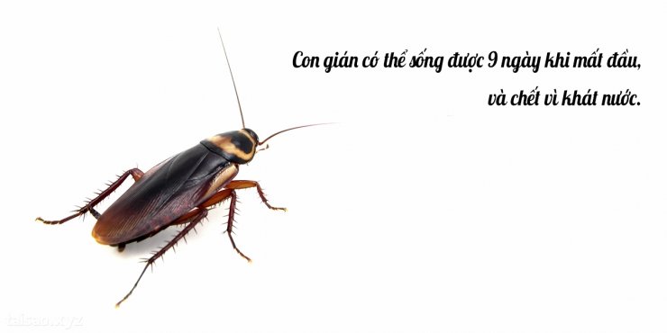 Cockcroach-1.jpg