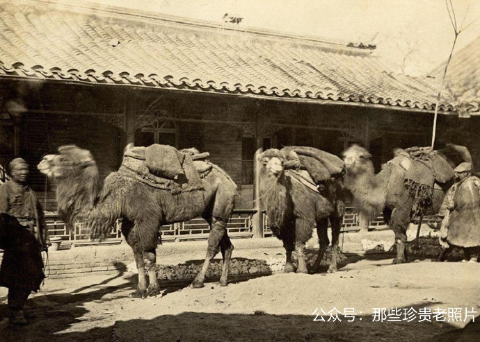 Con đường tơ lụa.jpg