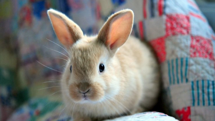 cute-rabbit_114757564.jpg