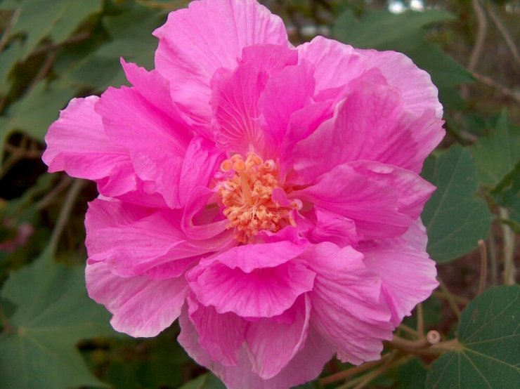 doa-phu-dung-kep-dep_114228088.jpg