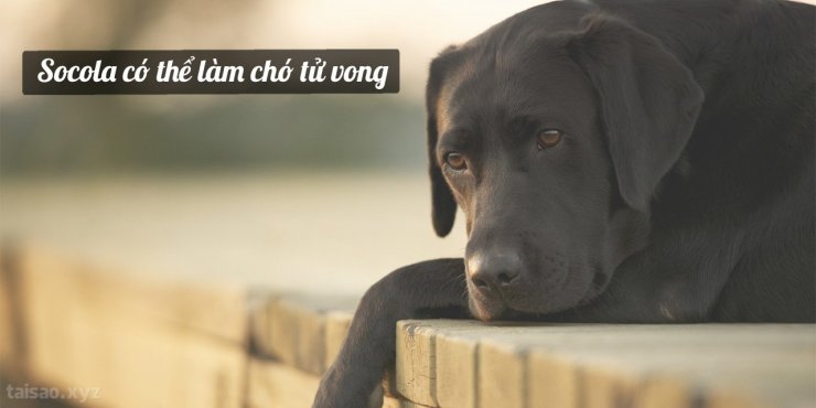 Dog-chocolate-1280x640.jpg