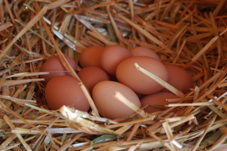eggs-in-nest.jpg