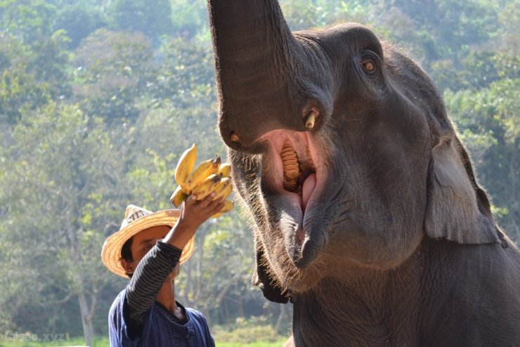 elephant-eating-banana.jpg