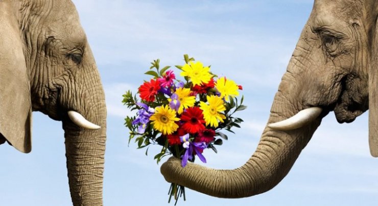 elephant-giving-flowers-768x420.jpg